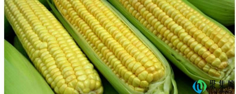 详细阅读:一天吃3个玉米热量高吗 一天吃3个玉米热量高吗