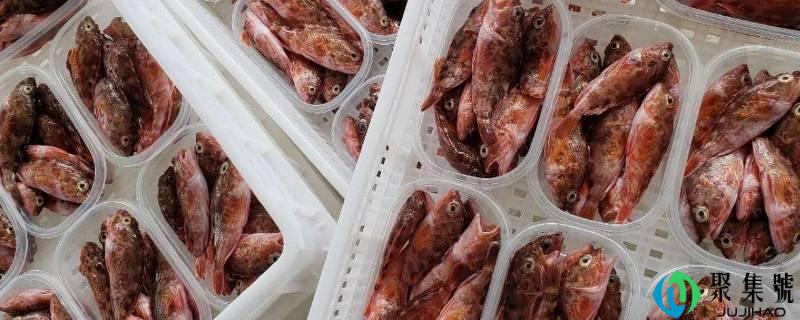 石九公是什么鱼