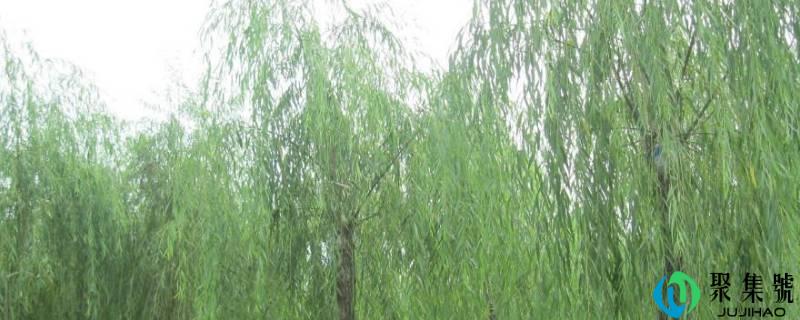 详细阅读:柳树动物记录卡怎么写 柳树动物记录卡怎么写