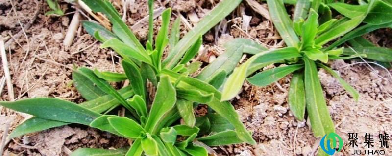 面条菜是什么菜