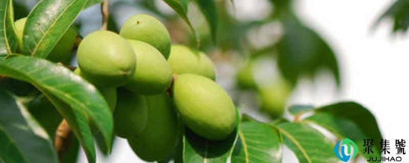 橄榄果的成效与感化