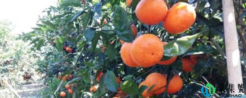 沃柑是凉性仍是热性