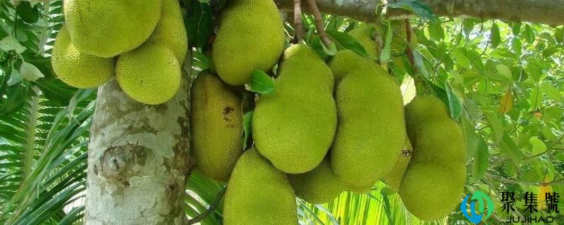 路边的菠萝蜜能吃吗