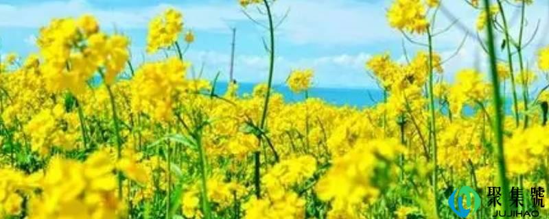 详细阅读:油菜花动物记录卡怎么写 油菜花动物记录卡怎么写