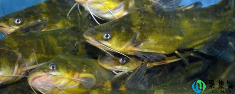 详细阅读:昂公鱼的学名 昂公鱼的学名