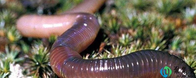 吉普高地大蚯蚓在哪发现