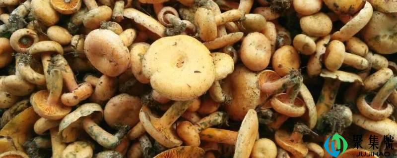 松树菇怎么做好吃