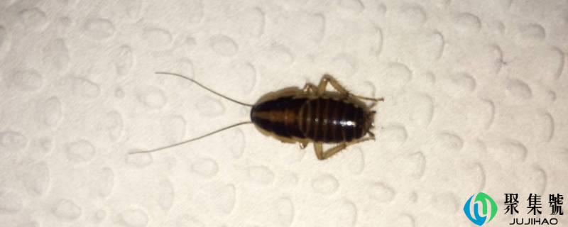 蟑螂怎么进入家里的