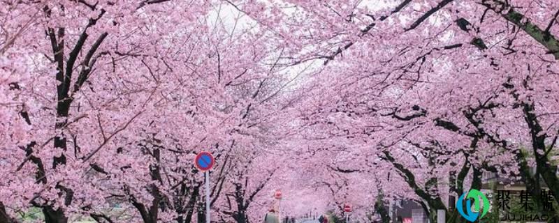 樱花树结的果子叫什么