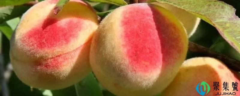 桃子什么季节成熟