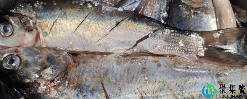 详细阅读:翘嘴和白条是一种鱼吗 翘嘴和白条是一种鱼吗