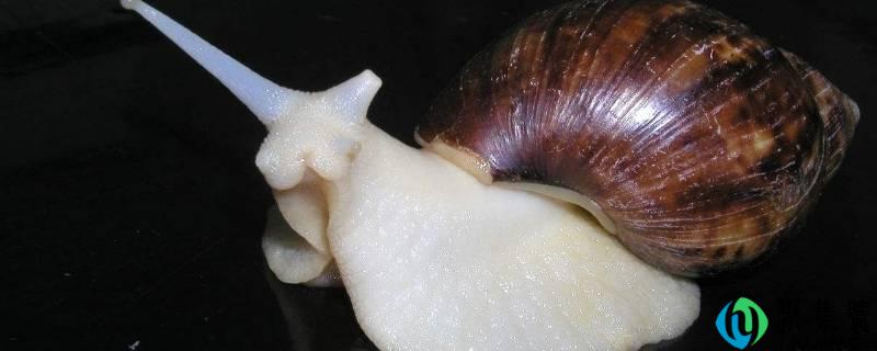 白玉蜗牛怎么吃