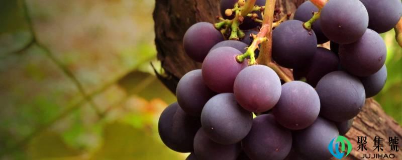 葡萄奶冻怎么做