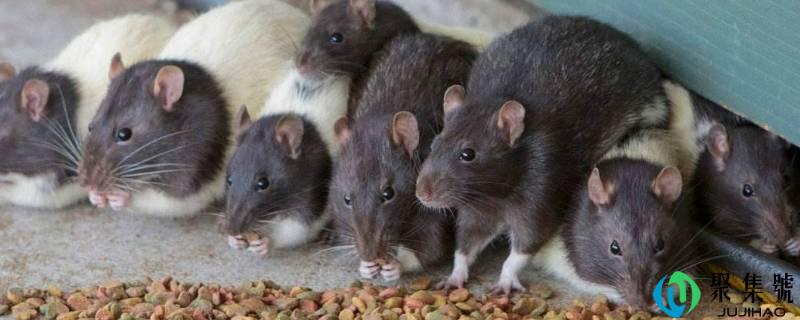 一个死老鼠多久才烂完