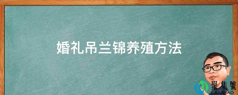 婚礼吊兰锦养殖方法和注意事项(婚礼吊兰锦繁殖)