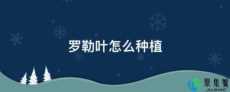 罗勒叶怎么种植