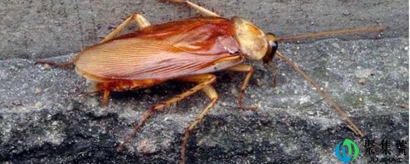 蟑螂的克星是什么东西