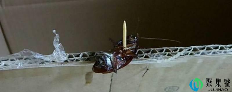 南方蟑螂和北方蟑螂大小对比