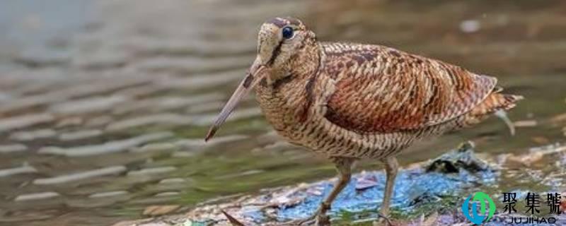 国家一二三级保护动物