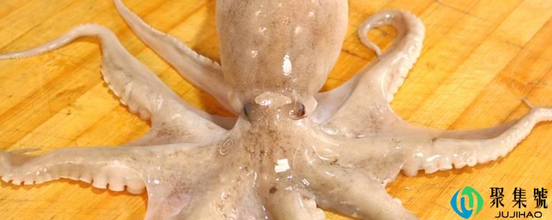 八爪鱼如何清洗