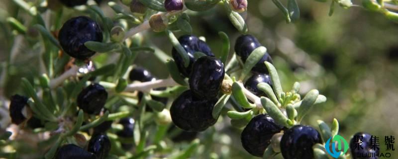 过期的黑枸杞妙用