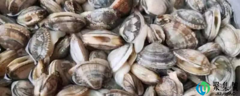 花蛤属于海鲜还是河鲜