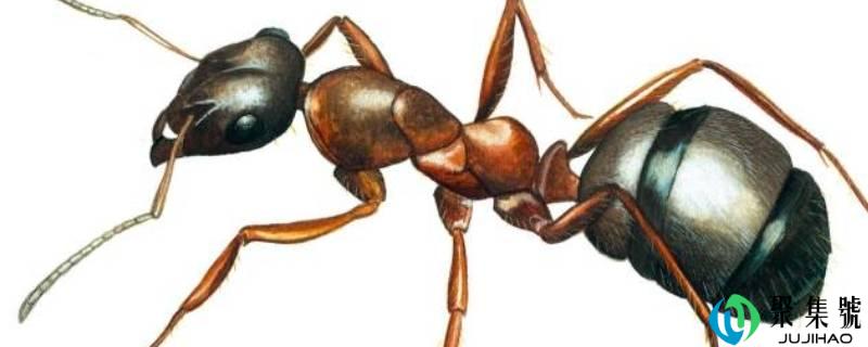 楼房为什么生黄蚂蚁