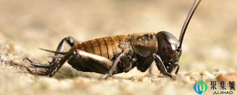 昆虫记蟋蟀的特点