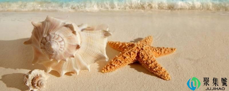 贝壳种类有多少