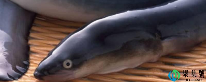 怎么辨别河鳗和海鳗