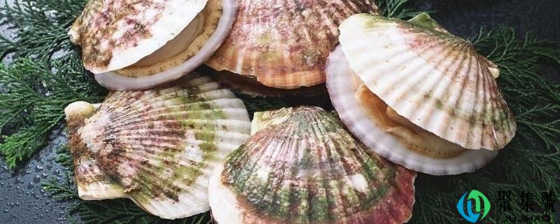 螃蟹和贝壳属于什么类