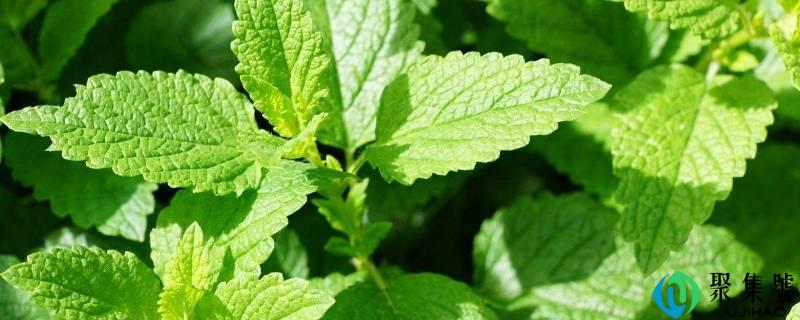 薄荷怎么吃