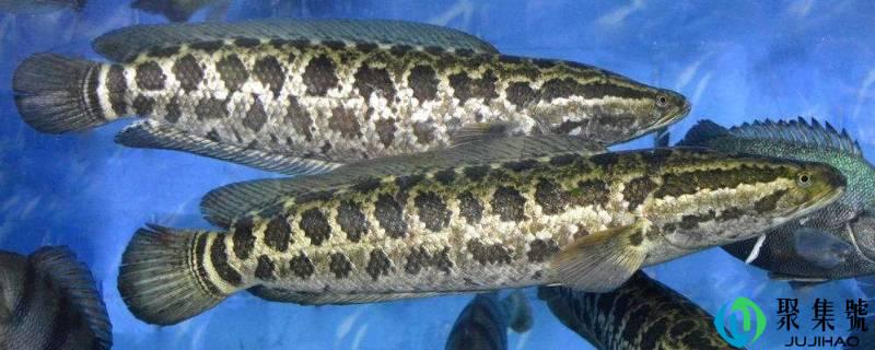 免浆黑鱼片做法