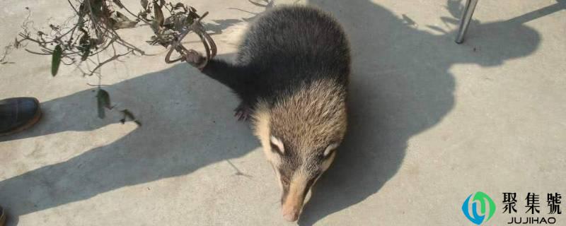 獾猪是几级保护动物