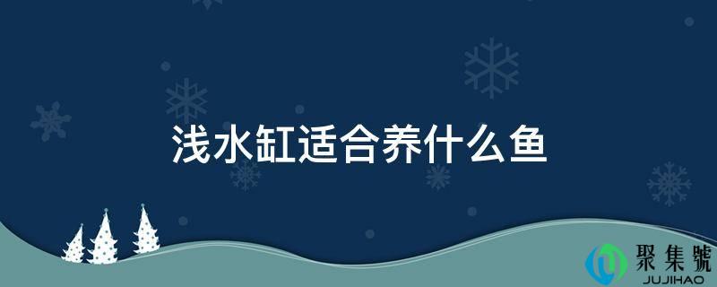 浅水缸适合养什么鱼