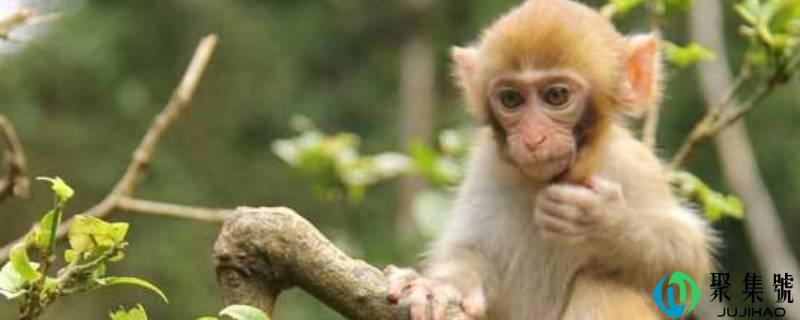 猴子爱吃什么食物