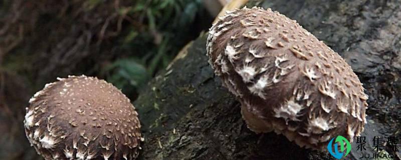 怎么判断香菇熟没熟