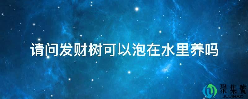请问发财树可以泡在水里养吗