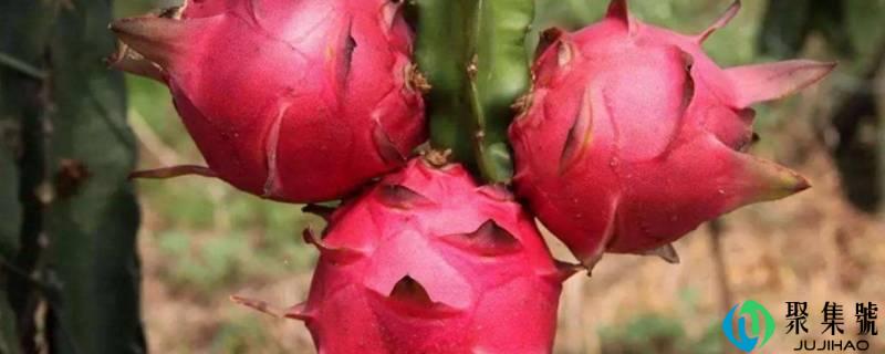 吃火龙果能喝酸奶吗