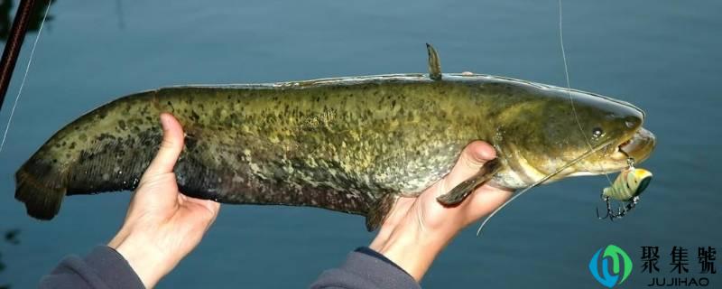 鲶鱼和鮰鱼有什么区别