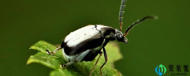 家里有豆象怎么清除