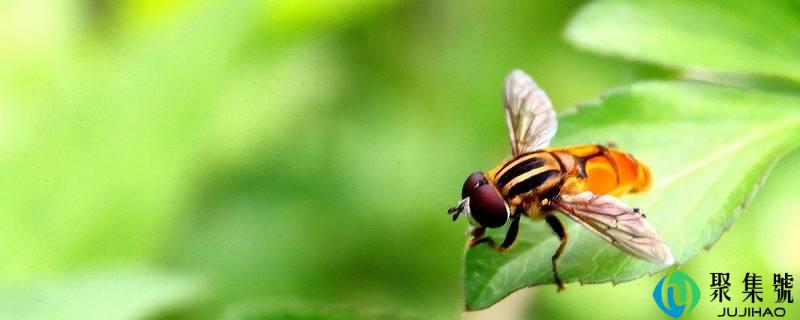 店里有小飞虫怎么消灭小窍门