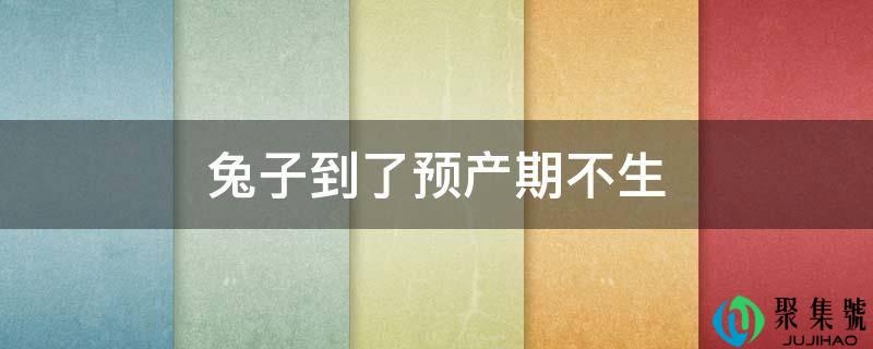 兔子到了预产期不生