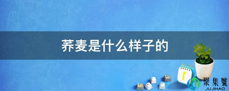 荞麦是什么样子的