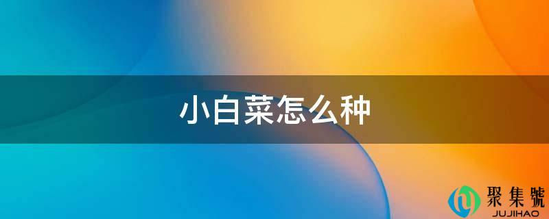 小白菜怎么种