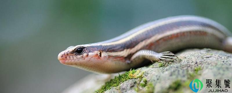 中华石龙子是几级保护动物