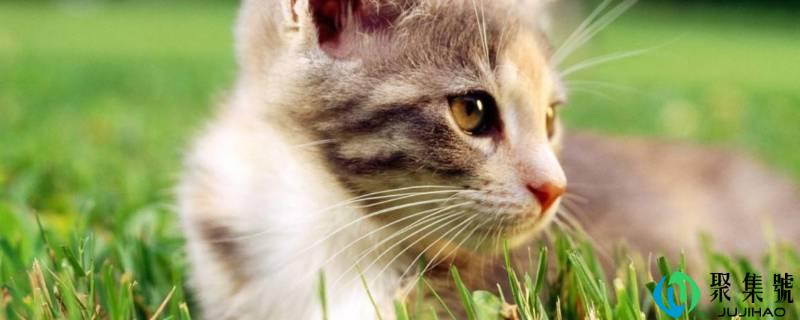 妙三多常温能保存多久