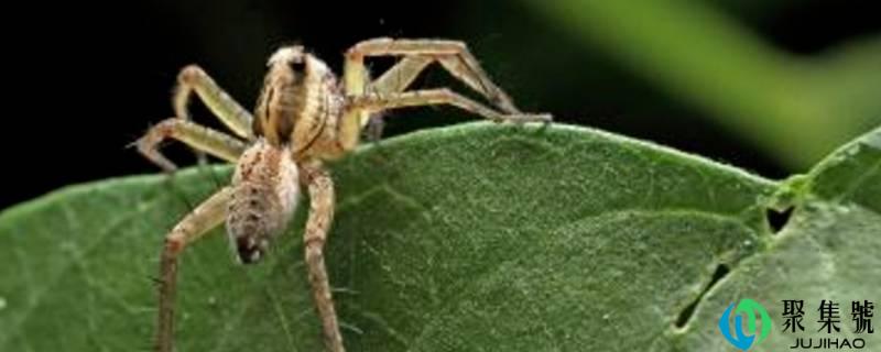 家里出现高脚蜘蛛原因