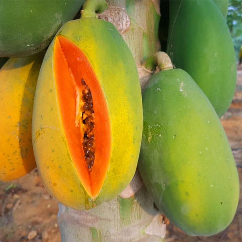 木瓜怎么样才算熟了(木瓜怎么吃好吃最简单)