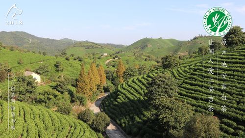 安吉白茶产地哪里(江西安吉白茶产地是哪里最好)